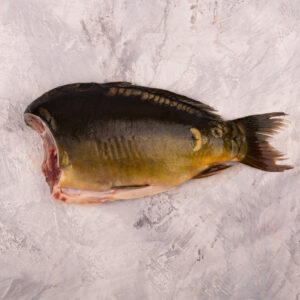 Karp tusza (bez głowy)